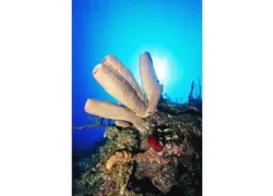 Cayman-Family__.jpg.webp