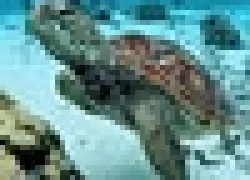 Caymans-ty-jf_.jpg.webp