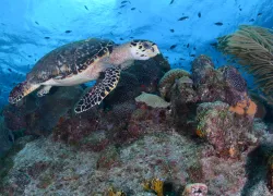 Curacao_Widescreen Header.png.webp