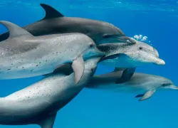 DolphinsCourtship_BethanyAugliere.jpg.webp