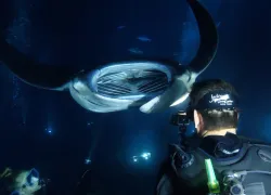JDLMantaNightDive   .jpg.webp