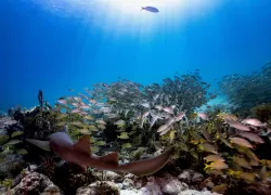 Key Dives_Digital Advertorial.png.webp