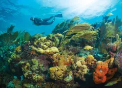 MC-KL Scuba Diving F.jpg.webp