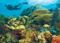 MCTDC_Citizen Science_Header Image.png.webp