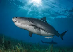 OceanImageBank_HannesKlostermann_.jpg.webp