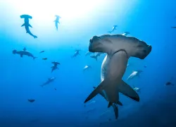 OceanImageBank_MasayukiAgawa_.jpg.webp