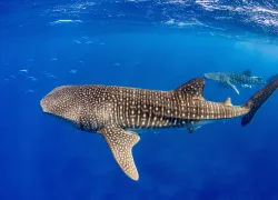 OceanImageBank_RenataRomeo_.jpg.webp