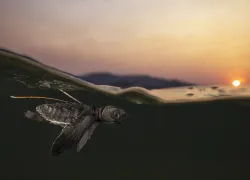 OliveRidleyBabyTurtle-DanielFlormann.jpg.webp