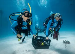 Recreational divers help CRF Coral Crew move corals from the nursery to a nearby outplanting site CREDIT Coral Restoration Foundation.jpg.webp