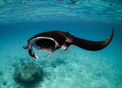 ReefMantaRayFeeding_JasmineCorbett.jpg.webp
