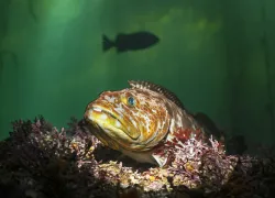 SDMag_Fish_Portrat_Photo_.jpg.webp