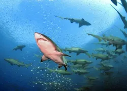 Sand Tiger Shark North Carolina Diving Olympus.jpg.webp