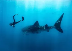 SeaHero_StellaDiamant.jpg.webp