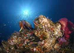 Sunball_SDMag_Image.jpg.webp