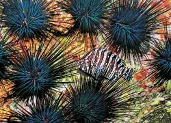 Urchins_edit.jpg.webp