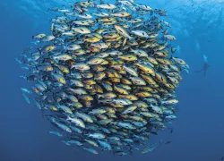WONDERS_SHOAL__edit_.jpg.webp