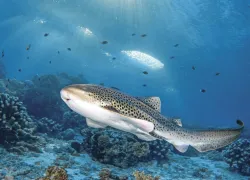WONDER_SHARK__edit.jpg.webp