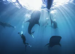 Whaleshark_Cites__.jpg.webp