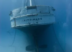 Wray_Kittiwake_.jpg.webp