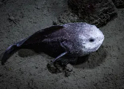 _courtesy of NOAA Ocean Exploration C Seascape Alaska_dive-blobfish-hires.jpg.webp