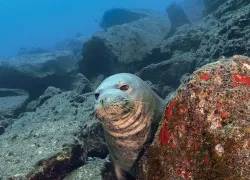 _stateofdiving__teaser.jpg.webp