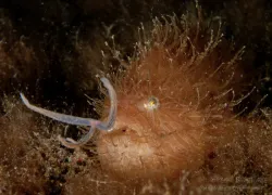 a-striatus-caption-- -of- .jpg.webp