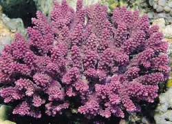acropora_globiceps.jpg.webp