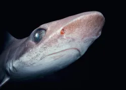aliens-gallery-_bigeye-houndshark_jeff-rotman.jpg.webp