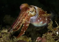 aljui bay cuttlefish.jpg.webp