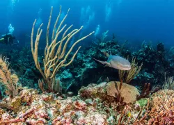 Ambergris Caye, Belize