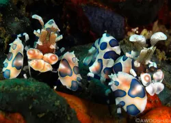 ambon-_judyg.jpg.webp