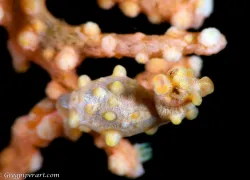anilao_-.jpg.webp