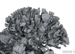 3-D printing coral reef