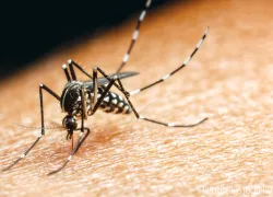 askdan_july_insect_diseases_.jpg.webp