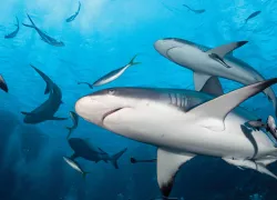 aussiesharks.jpg.webp