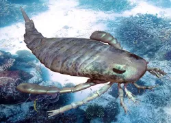 australian-sea-scorpion-shutterstock-auntspray_.jpg.webp