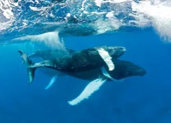 ba-humpbacks.jpg.webp