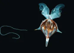 baby-talk-sea-butterfly-shale.jpg.webp