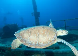 bahamas-open.jpg.webp