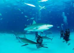 bahamas-ty.jpg.webp