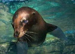 baja-seal.jpg.webp
