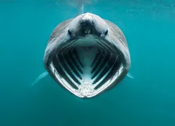 basking-shark_alex-mustard.jpg.webp