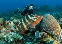 baygrouper.jpg.webp