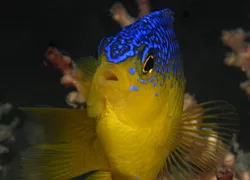 beaugregory---.jpg.webp