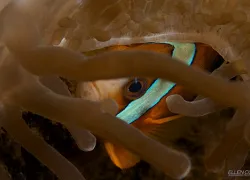 behind-the-lens_anemonefish_cuylaerts_new.gif.webp