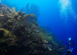 Half Moon Cay