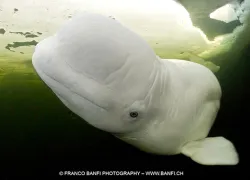 belugas__banfi.jpg.webp