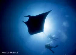 scuba diving cano island costa rica