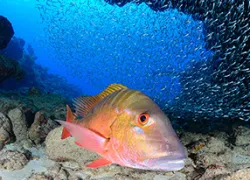 big-house_cayman-_elly-wray_use_.jpg.webp