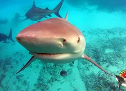 bimini-bull-run-sg.jpeg.webp